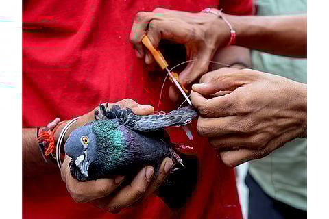 NGO volunteer treats pigeon injured by manjha