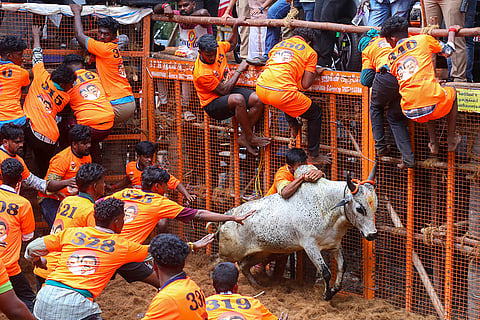 People participate in the 'Jallikattu' at Avaniyapuram