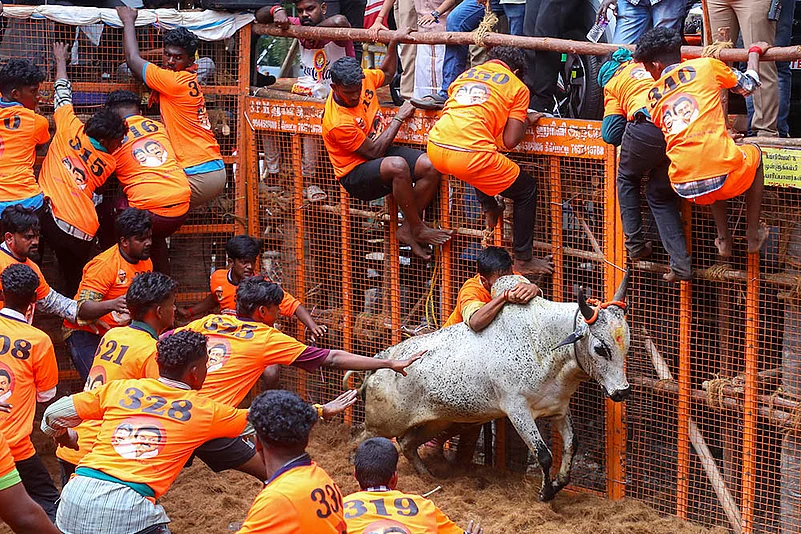 Pongal 2025 celebrations Avaniyapuram Jallikattu in Madurai_5