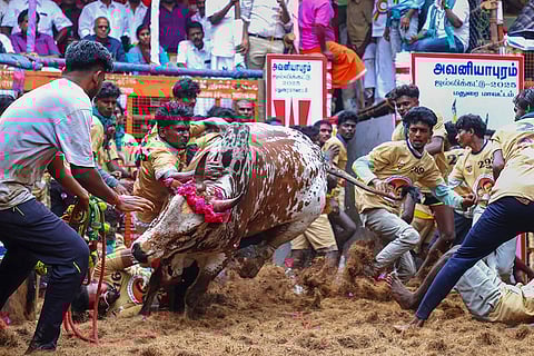 Jallikattu event at Avaniyapuram