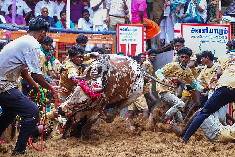Pongal 2025 celebrations Avaniyapuram Jallikattu in Madurai_2