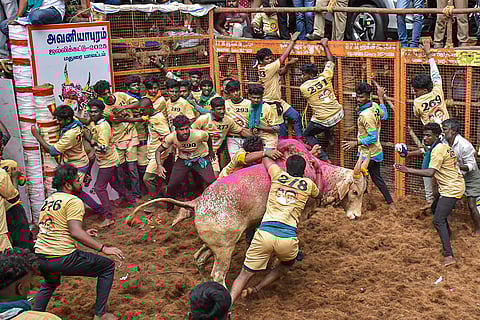 Jallikattu: People try to take control of a bull