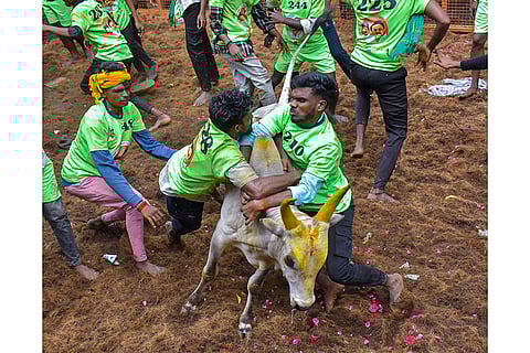 Avaniyapuram Jallikattu in Madurai