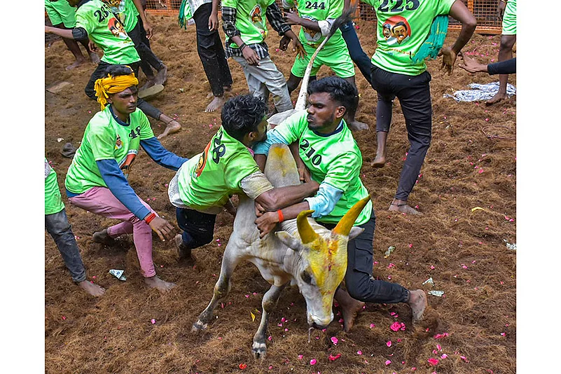 Pongal 2025 celebrations Avaniyapuram Jallikattu in Madurai_6