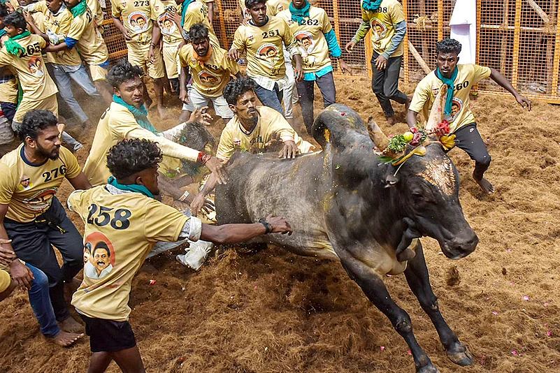 Pongal 2025 celebrations Avaniyapuram Jallikattu in Madurai_3