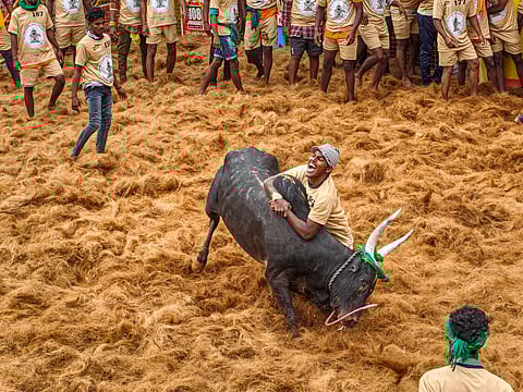 Jallikattu in Madurai