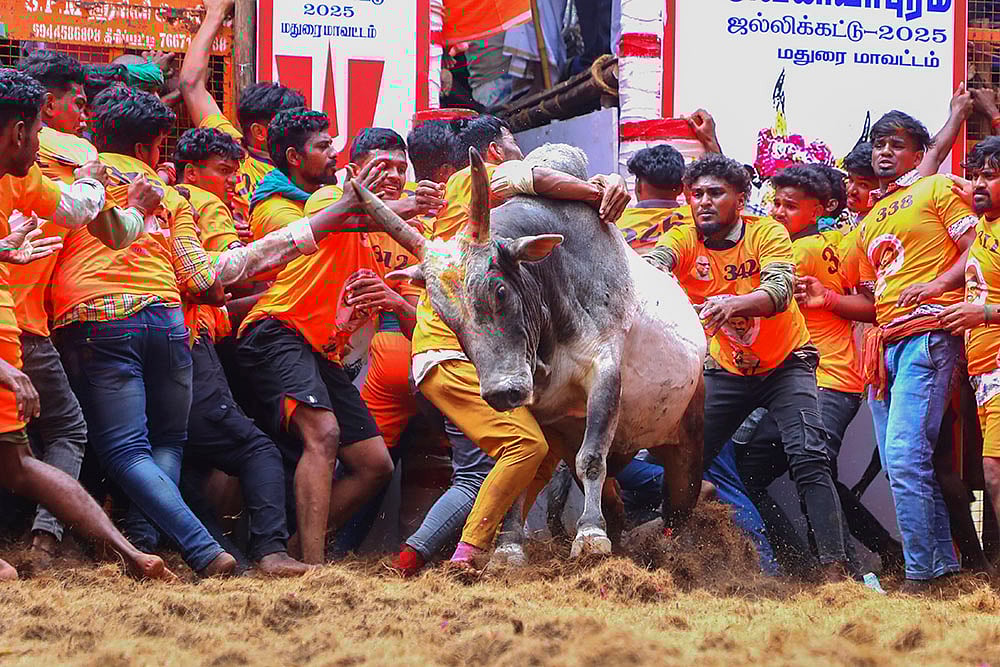 | Photo: PTI : Avaniyapuram Jallikattu