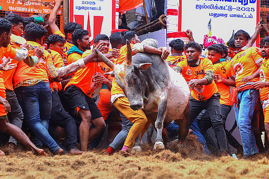 Palamedu Jallikattu Kicks Off With Enthusiasm
