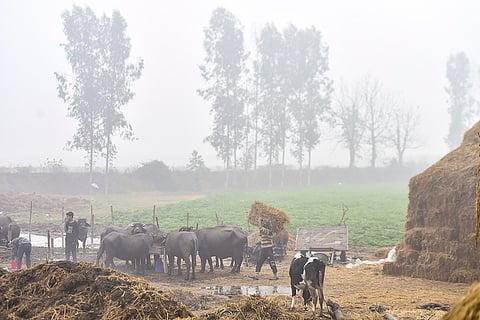 Weather: Fog in Jalandhar