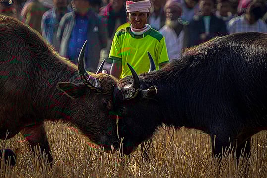 Traditional Buffalo Fight Captured As Assam Celebrates Magh Bihu