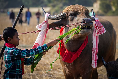 Magh Bihu festivities in Guwahati