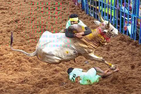 Jallikattu in Madurai