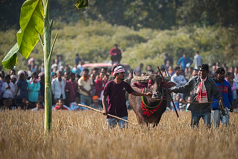 Magh Bihu: Traditional Buffalo Fight in Assam