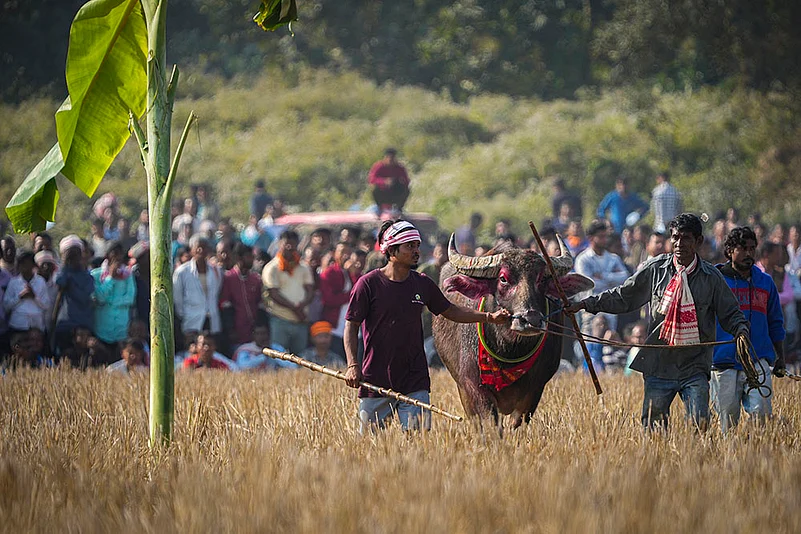 Magh Bihu festivities - Buffalo Fight in Assam