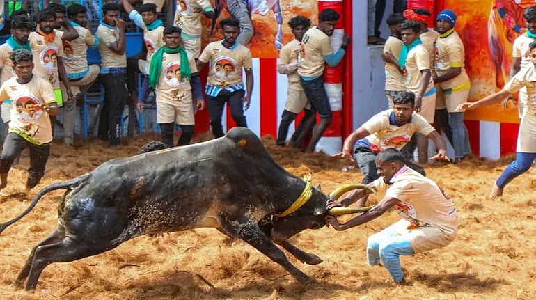 Jallikattu in Tamil Nadu during Pongal
