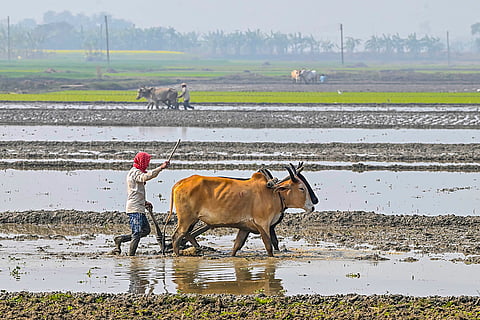 Paddy cultivation