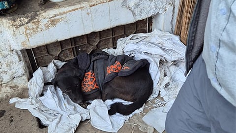 One of the stray dogs Seema takes care of outside her shop