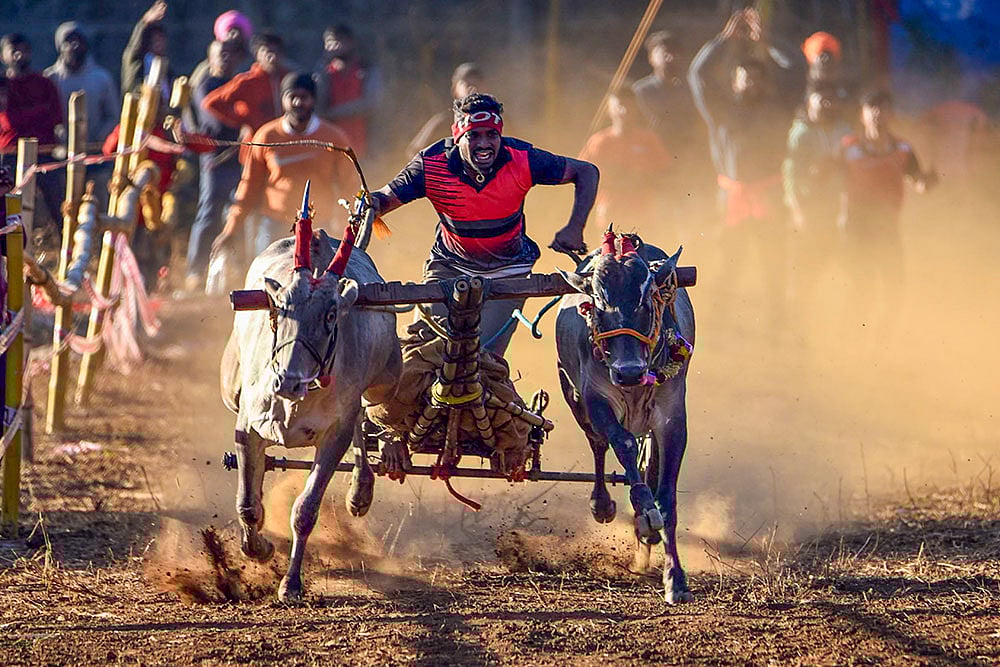 | Photo: PTI : Bullock cart race in Chikmagalur