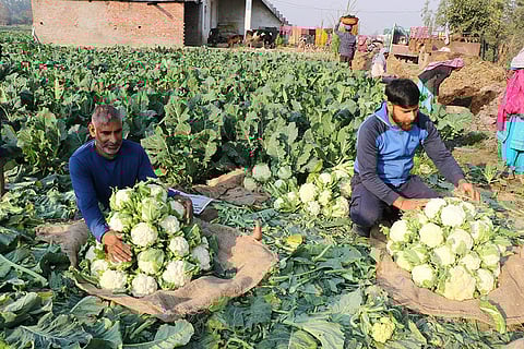 Cauliflower harvest season