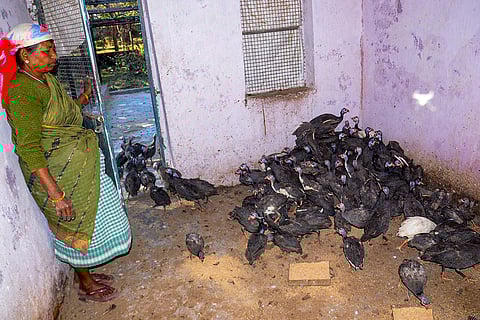 Bird flu cases reported in Jharkhand