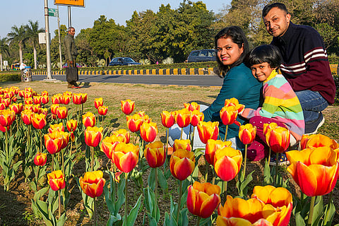Delhi Tulip Festival 2025