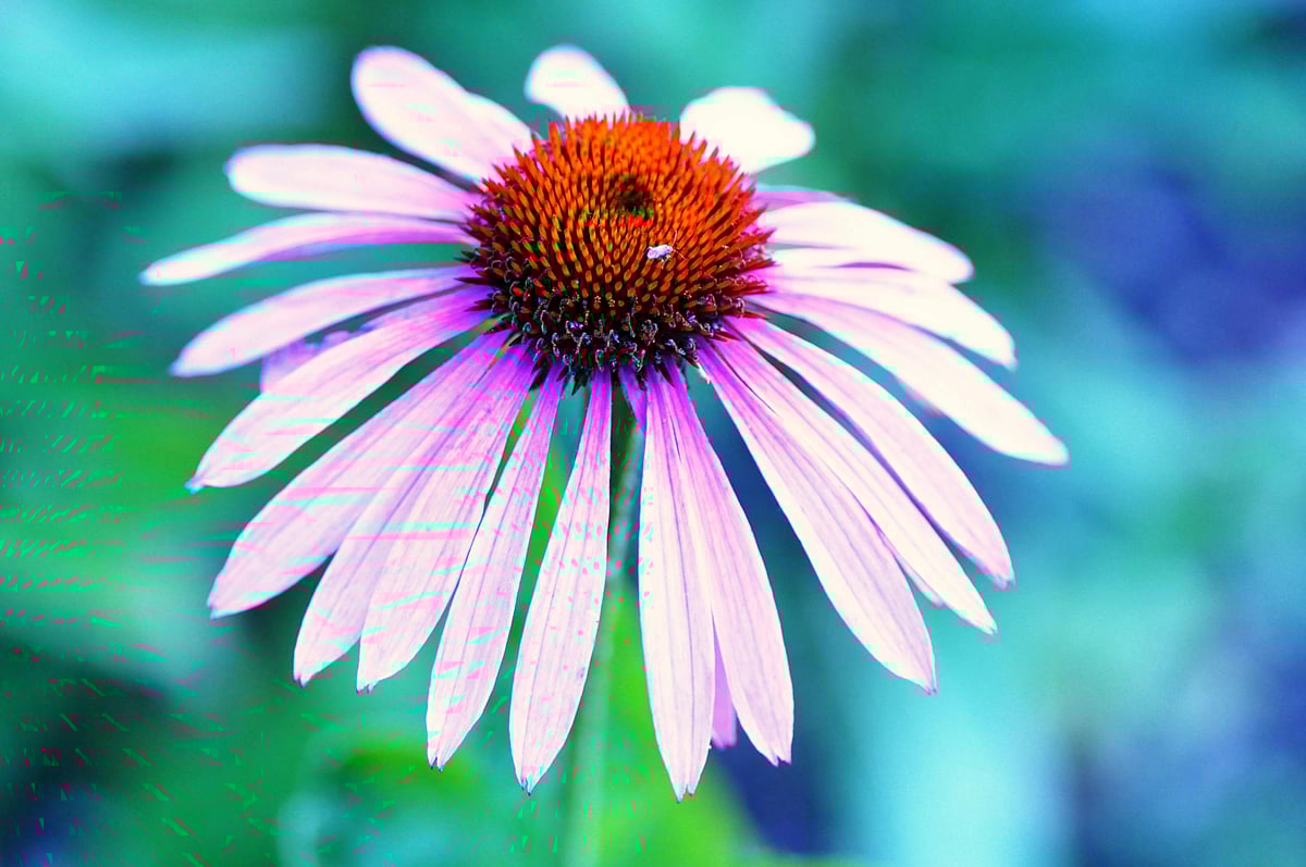 Echinacea For Immunity: Does It Really Work?