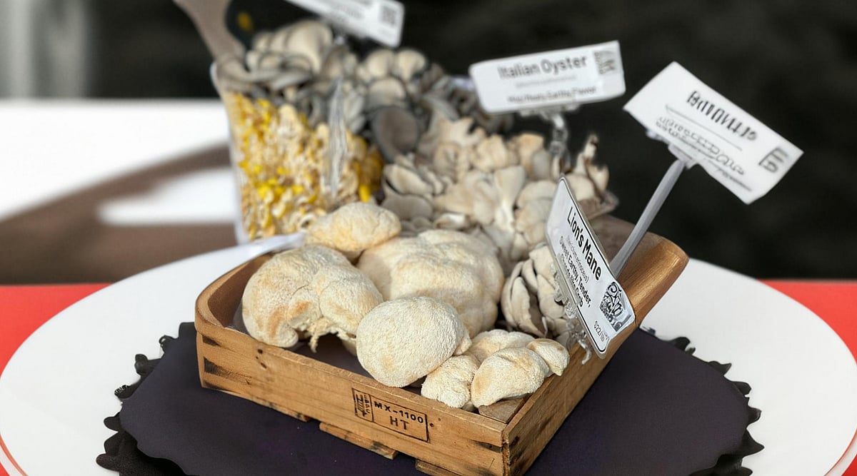 Lion’s Mane Mushroom: A Natural Nootropic For Brain Health