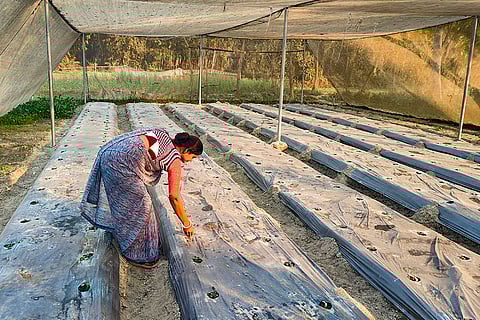 Women agri-entrepreneurs help empower rural Bihar