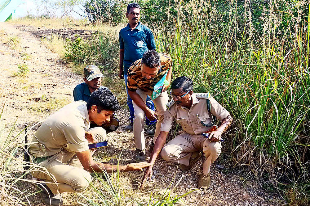 | Photo: PTI : Tiger census in TN's Tirunelveli