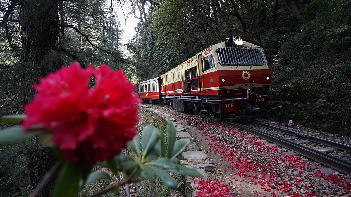 Pradeep kumar, shimla : Blooming Of Rhododendrons Makes Shimla Landscape Prettier
