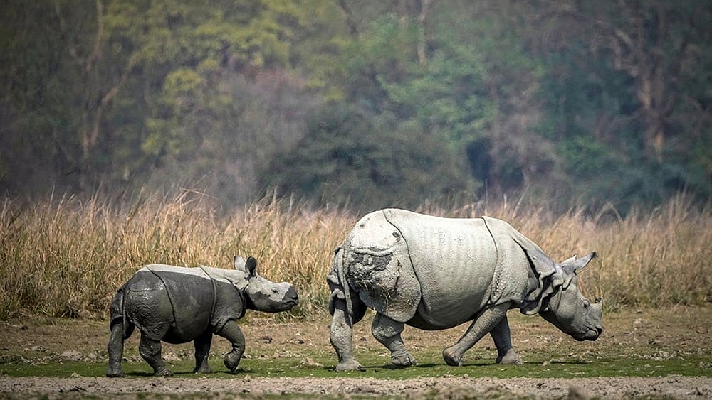 | Photo: AP/Anupam Nath : Pobitora Wildlife Sanctuary