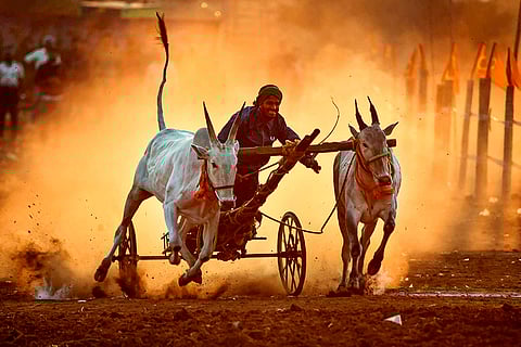 Bullock cart race in Chikmagalur