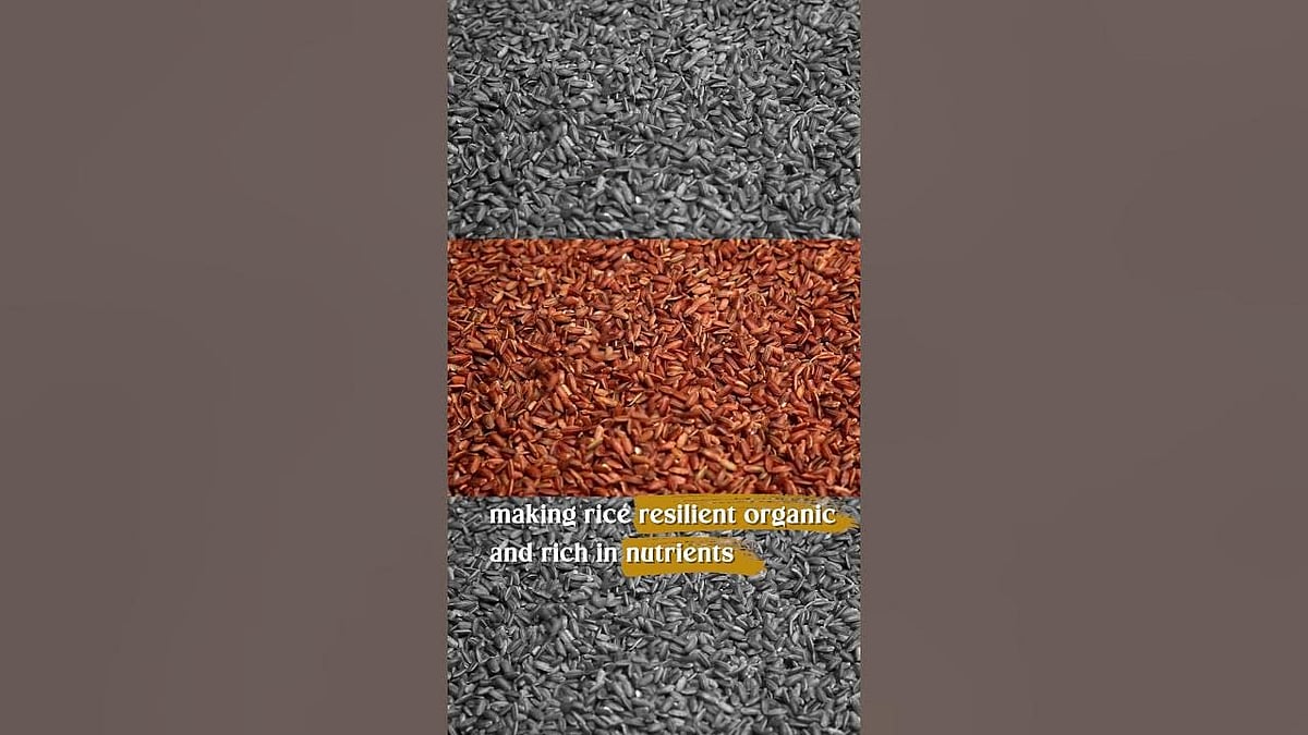 WATCH | GI Tagged Kaipad Rice