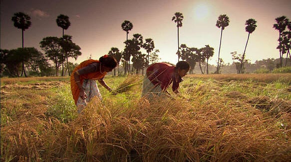 Gudi Padwa & Farming: Why Is Gudi Padwa Important For Farmers?