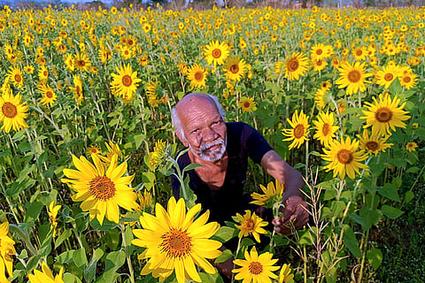 Standalone: Sunfield farm in Chhattisgarh