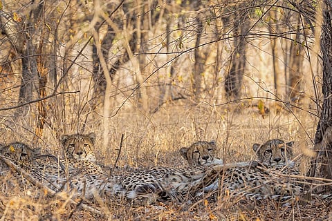 Cheetah cubs at Kuno