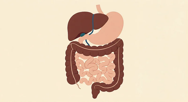 Representational Image for Gut