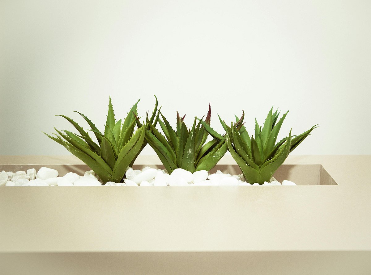 How Aloe Vera Supports Gut Health And Digestion