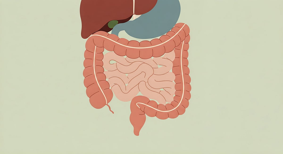 How Digestive Enzymes Aid In Nutrient Absorption: A Complete Guide