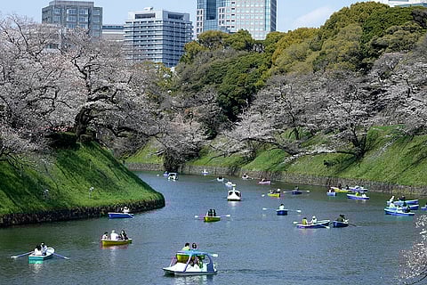 Japan Cherry Blossoms