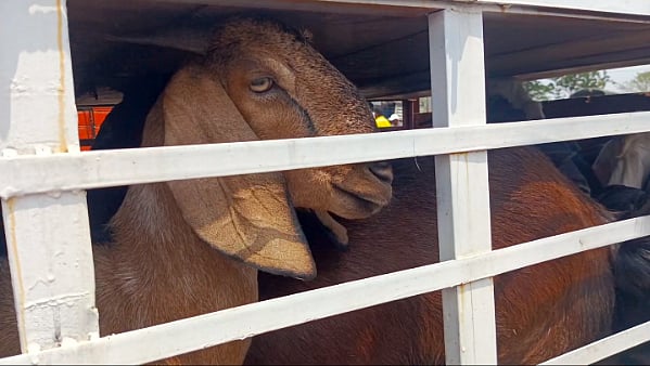 Animal Equality Uncovers Shocking Abuse In India’s Goat Meat Industry