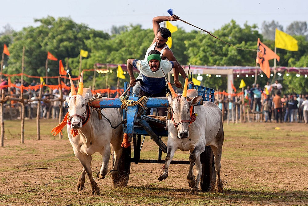 | Photo: PTI : Bullock cart race