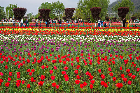 Visitors at Sringar Tulip Garden