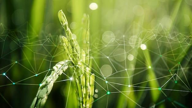 Blockchain For India’s Agri-Tech: Securing The Food Supply Chain