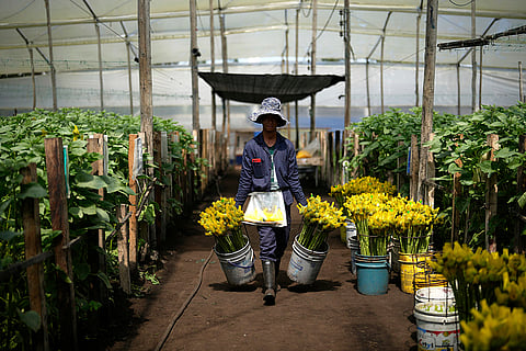 Colombia US Flowers Tariffs