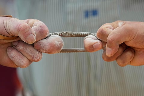Germany Finger Wrestling