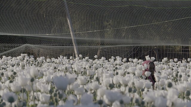 I, Poppy Review: Vivek Chaudhary’s Doc Probes A Farming Family’s Non-Choice