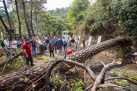 Weather: Fallen tree after heavy rainfall in Shimla