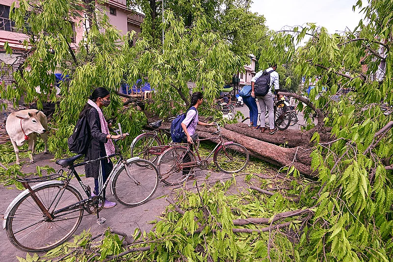 Tree fallen after heavy storm in Prayagraj