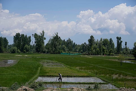 A farmer works in an agricultural field in Pattan